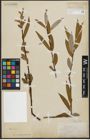 Foto von Salix alba L.
